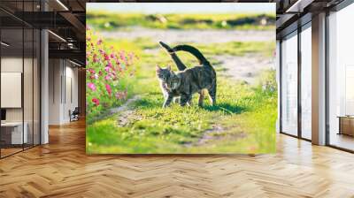 two cute striped lovebirds are walking on the green grass in the Sunny spring garden among flowers Wall mural