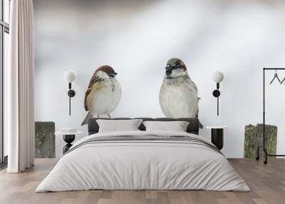 two funny Sparrow sitting on an old wooden fence and looking at each other Wall mural