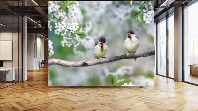 two small plump Bluebird Chicks sitting on a branch of cherry blossoms with white buds in may Sunny spring garden Wall mural