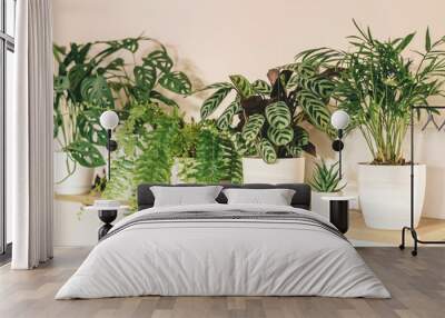 Close up of fern leaves at home on the shelf.  Home plants, indoor garden, urban jungles. Wall mural