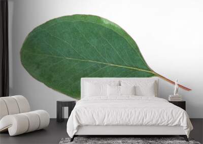 Green eucalyptus tree leaf isolated on a white background. Wall mural