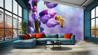 Bee collects nectar on a flower . Wall mural