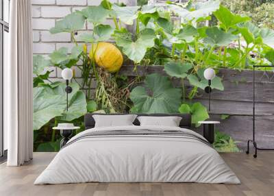 A large yellow pumpkin with a stem and leaves on a fence near a brick wall of a country house on a summer day. Wall mural