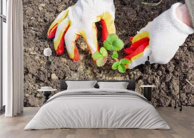 A woman gardener is planting strawberries in the ground. Gloved female hands drip a small strawberry seedling into the damp earth Wall mural