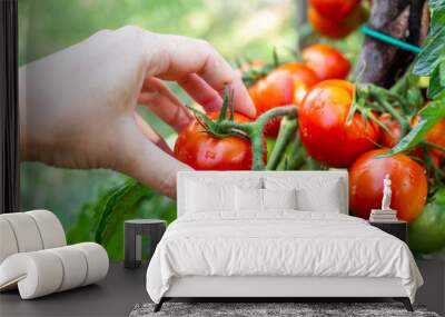 A woman harvests ripe red tomatoes from a bush after rain. Growing vegetables in the garden Wall mural