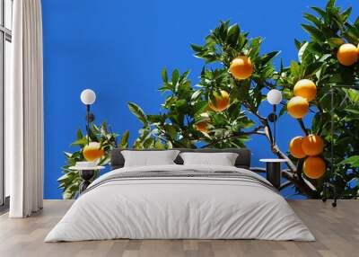 orange tree Wall mural