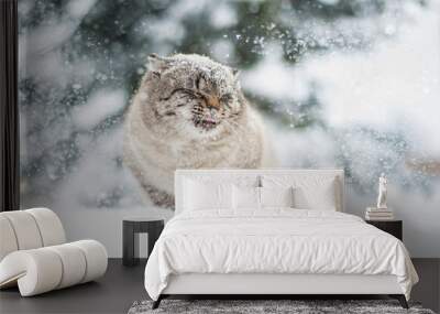 siberian cat in the snow Wall mural