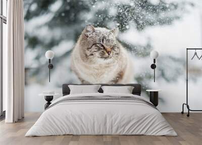 siberian cat in the snow Wall mural