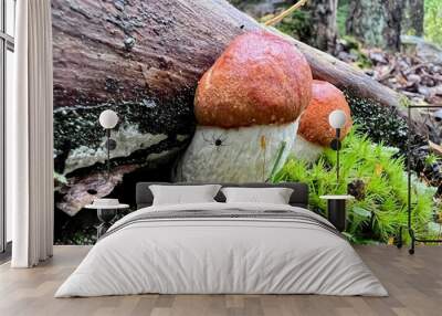 Close up of family siblings orange cap Leccinum aurantiacum red-capped scaber stalk birch bolete boletus fungi fungus growing under fallen tree trunk with curious spider climbing up a mushroom stem Wall mural