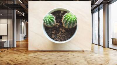 Close-up two green prickly cactus in a white pot for indoor plants on a light wooden background. Houseplant care concept, eco-friendly home. Selective focus. Wall mural