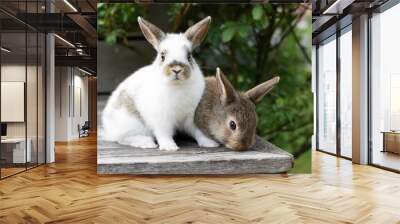 Easter concept, two small brown and white rabbits on a wooden terrace outside, pet breeding. Wall mural