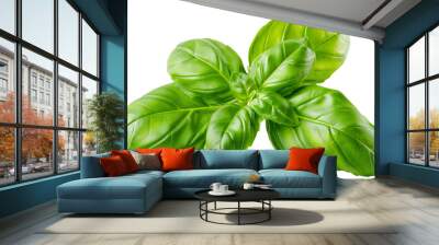 Fresh basil leaves isolated , vibrant green color Wall mural