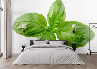 Fresh basil leaves isolated on a , vibrant and green. Wall mural