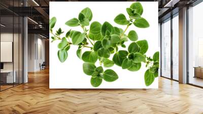 Fresh oregano herb branch isolated on white background Wall mural