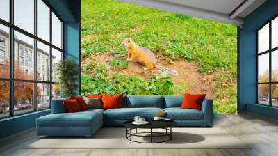 Cute furry gopher sits near a hole in the ground on green field with grass on sunny evening. Suslik in natural wildlife in the meadow. Small funny rodent closeup. Summer sunlight weather. Wall mural