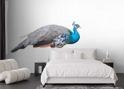 Indian peafowl, blue peafowl. Isolated Wall mural