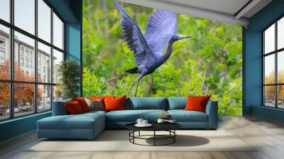 The little blue heron in flight at Brazos band state park, Texas Wall mural