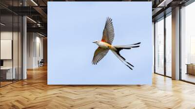 The scissor tailed flycatcher (Tyrannus forficatus) in flight Wall mural