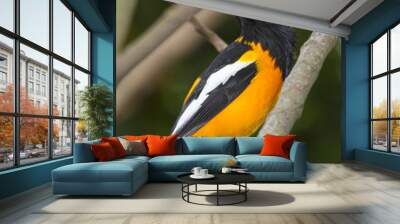 Venezuelan troupial perched on the branch Wall mural