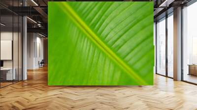 Close up green leaf texture background. Wall mural