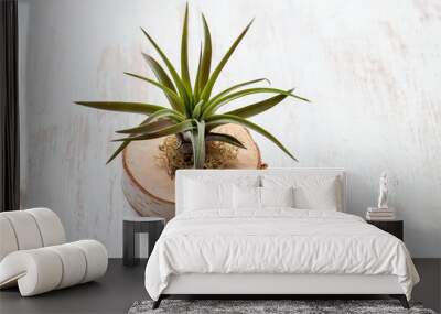 air growing plant without ground on wooden board Wall mural