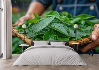 Person holding a bamboo tray with freshly harvested green tea leaves, wet from rain. Wall mural