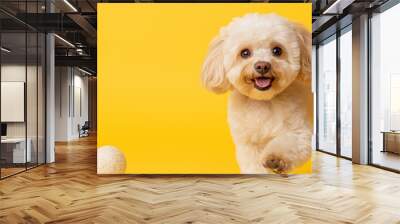 Playful toy poodle joyfully jumping in bright studio against a vibrant yellow backdrop Wall mural