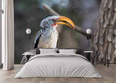 Portrait of a beautifull southern Yellow billed hornbill,Tockus leucomelas, with huge beak sitting on the branch. Namibia. Africa Wall mural