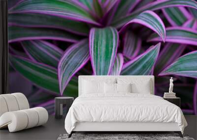 Purple garden plant. Tradescantia Spathacea, purple maguey. Wall mural