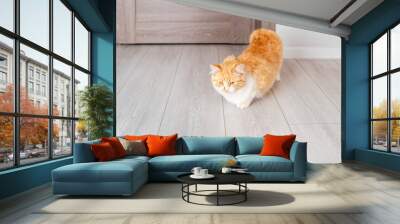 red cat took a pose for mating during estrus. Estrus in a cat. Wall mural