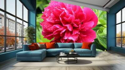 red peony blooms in the garden after summer rain Wall mural