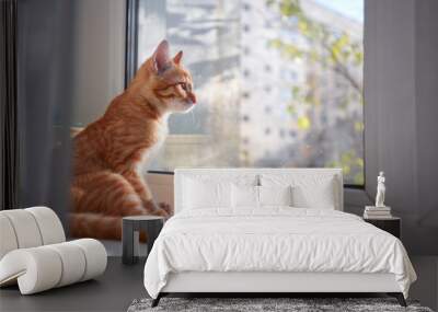 Red teenage (6 months) kitten sits on a white plastic windowsill in sun light behind white curtains Wall mural