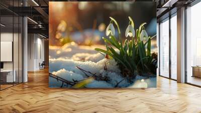 The first spring delicate white snowdrops appeared from under the snow. First sunny day of spring Wall mural