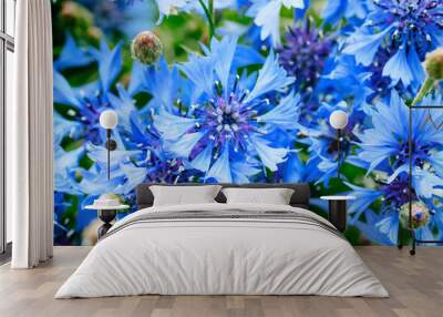 Blue closeup cornflowers, cornflower texture Wall mural