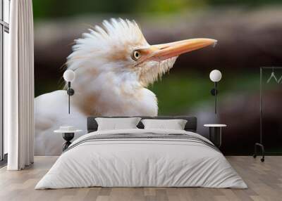 Cattle egrett, Malaysia Wall mural