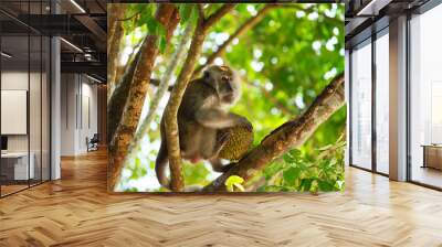 Monkey eating durian Wall mural