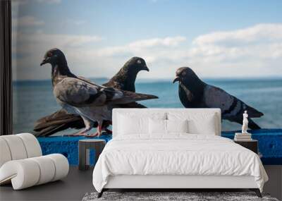 Pigeons at the seaside on a blue rock fighting Wall mural