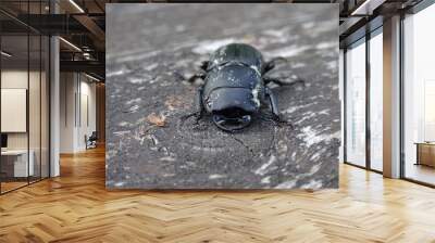 The lesser stag beetle (Dorcus parallelipipedus) on a old wooden table. Wall mural