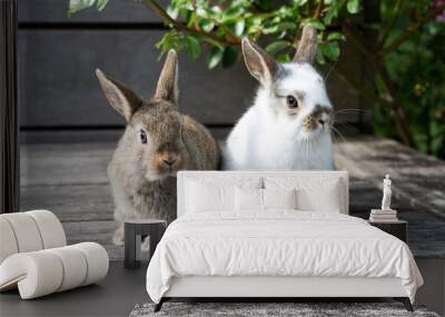 Two white and brown rabbits on a wooden terrace outdoors, Easter concept. Wall mural