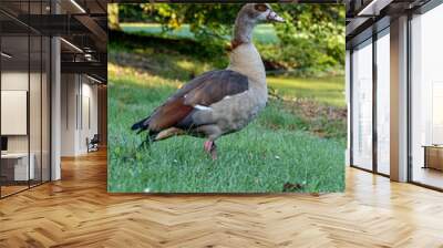 Bird duck wildlife park Den Haag Netherlands colourful farm Wall mural