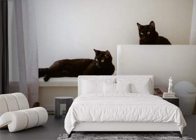 two black cats are on the shelves at home Wall mural