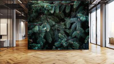 Christmas fir tree branches Background. Christmas pine tree wallpaper. Copy space.. Wall mural