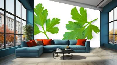 Fresh parsley leaf. Set of  Parsley leaf isolated on white. Cilantro leaves, green parsley Collection. Flat lay. Pattern Wall mural