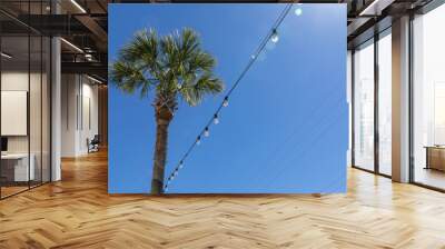 sabal palmetto tree strung with festive lights against a blue sky, sunny day, horizontal aspect Wall mural