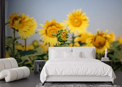 Sunflower blossoming field in summer Wall mural