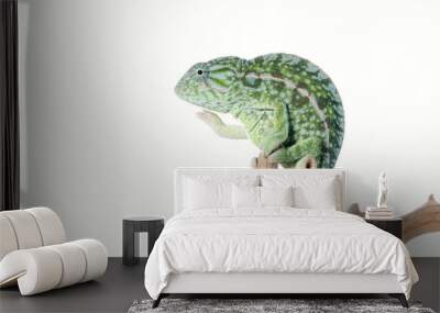 Carpet Chameleon Wall mural