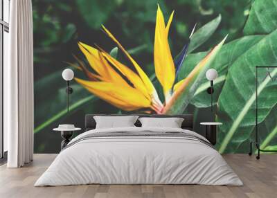 Architectural design in floral style. Interior decor mit yellow tropical flower in full bloom. Blurred effect Wall mural