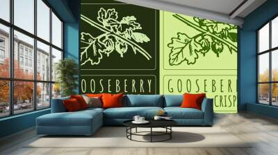 Drawing GOOSEBERRY. Hand drawn illustration. Latin name is RIBES UVA-CRISPA L. Wall mural