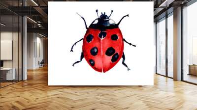 beetle ladybird watercolour Wall mural