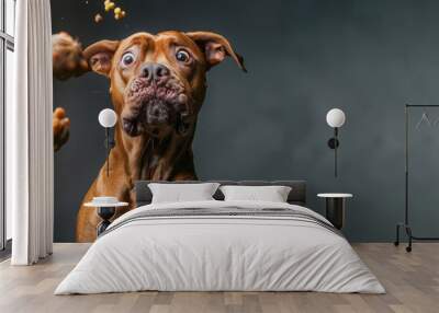 dog is eating a bunch of food and has a surprised look on its face. dog is surrounded by food, with some of it falling out of its mouth. ultra-humorous and dynamic photo of a dog trying to catch food Wall mural